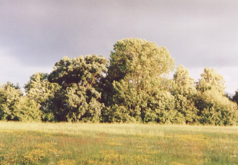 Image12.jpg